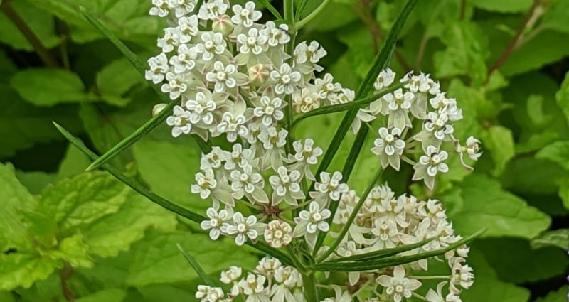 Whorled Milkweed