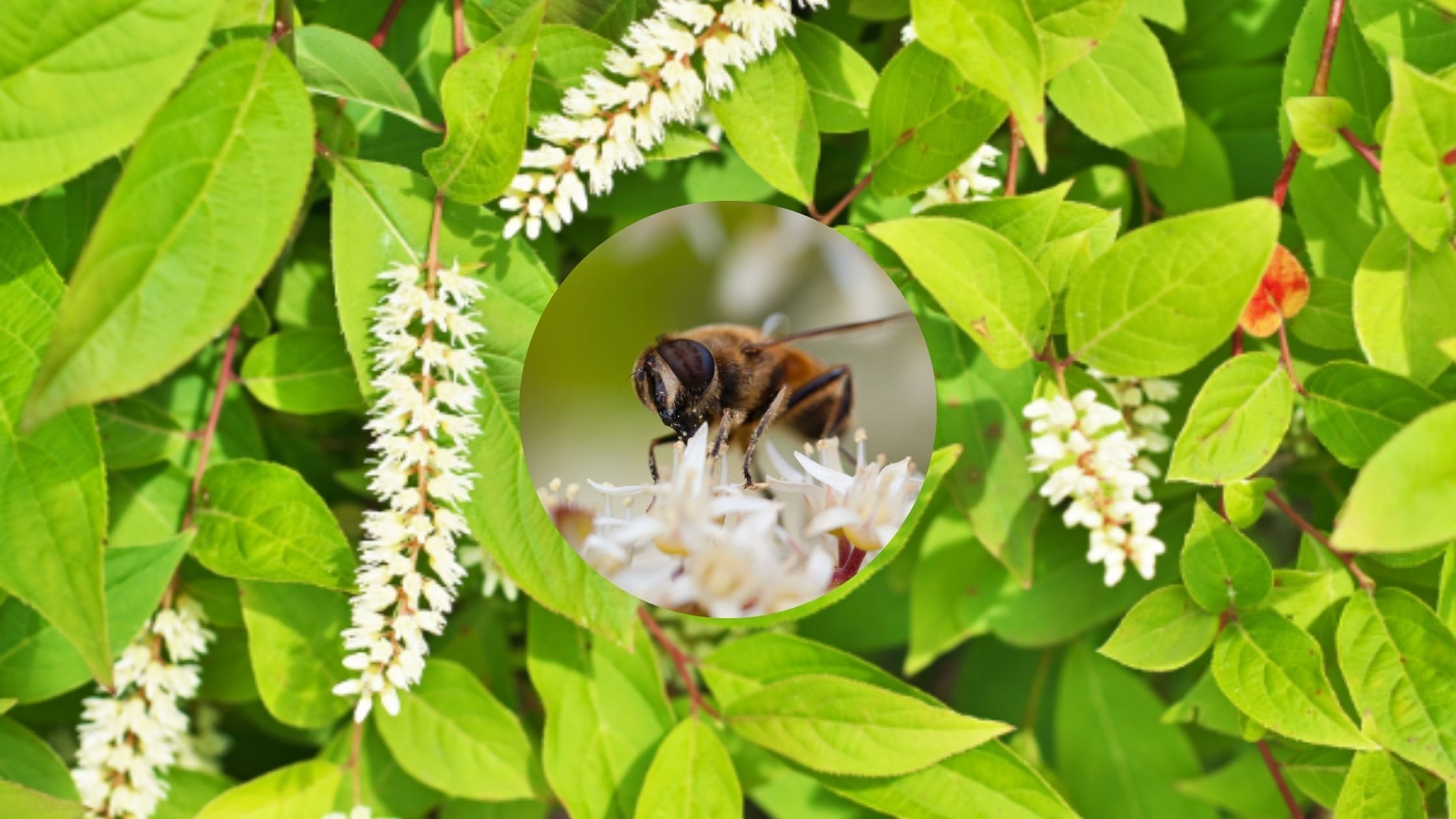 Sweetspire (Itea virginica)