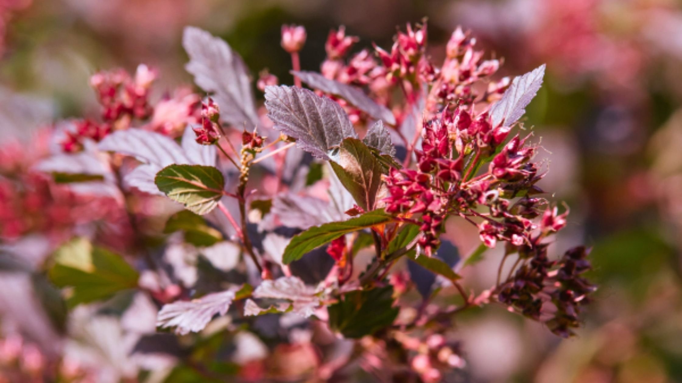 Ninebark (Physocarpus opulifolius)