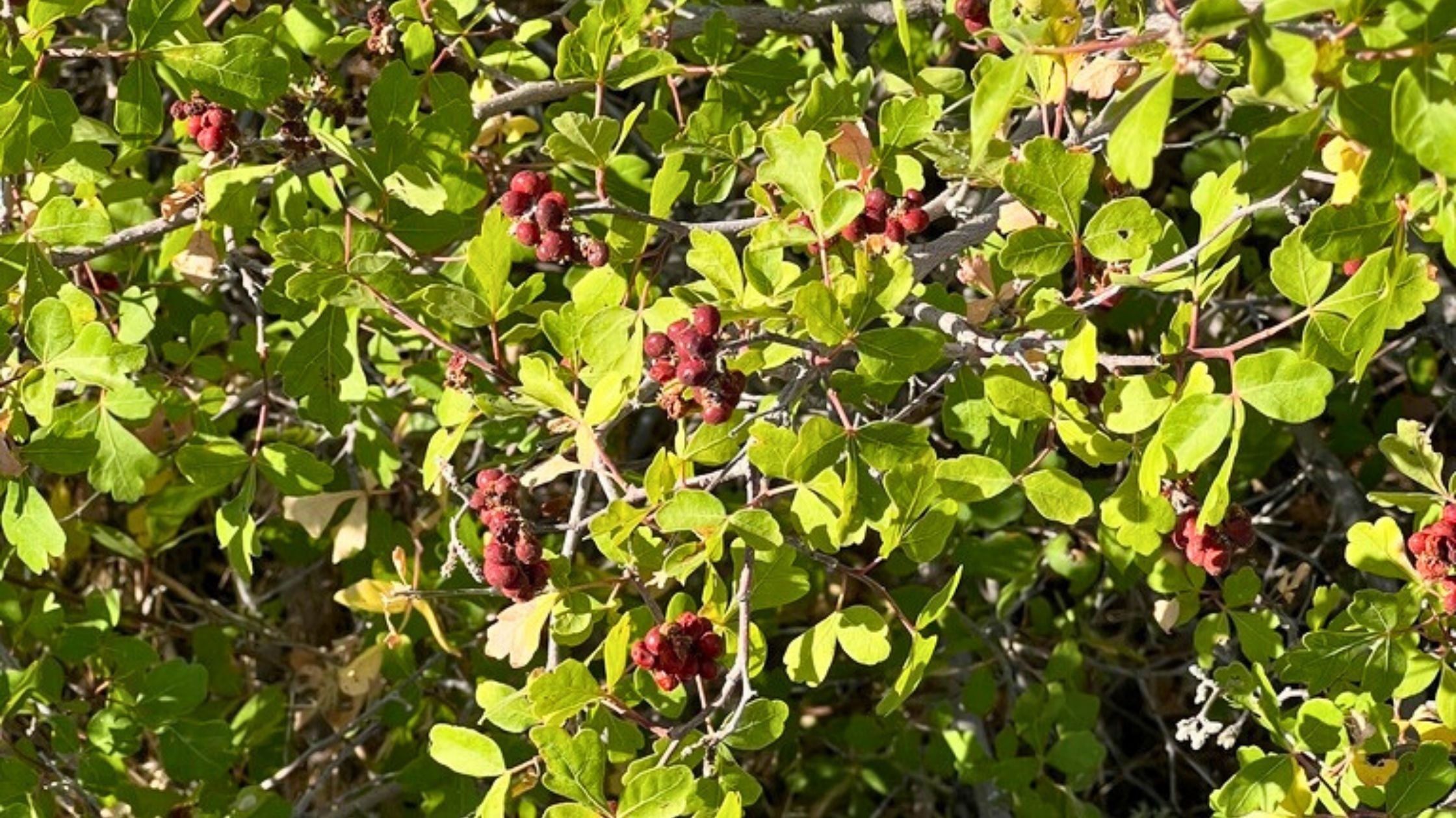 Sourberry (Rhus aromatica var. trilobata)