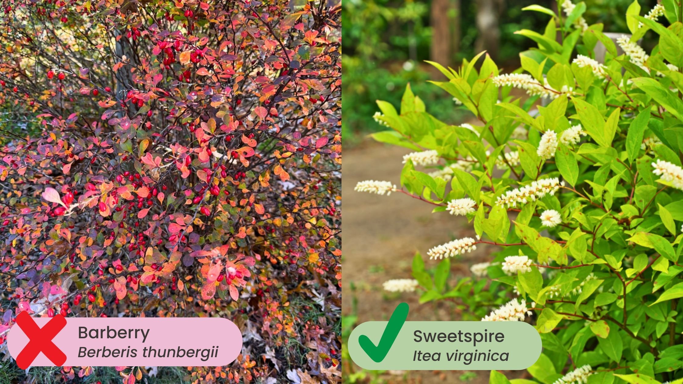 Barberry vs Sweetspire