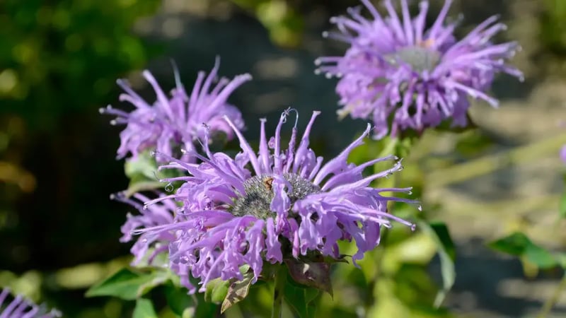 Bee balm flowers