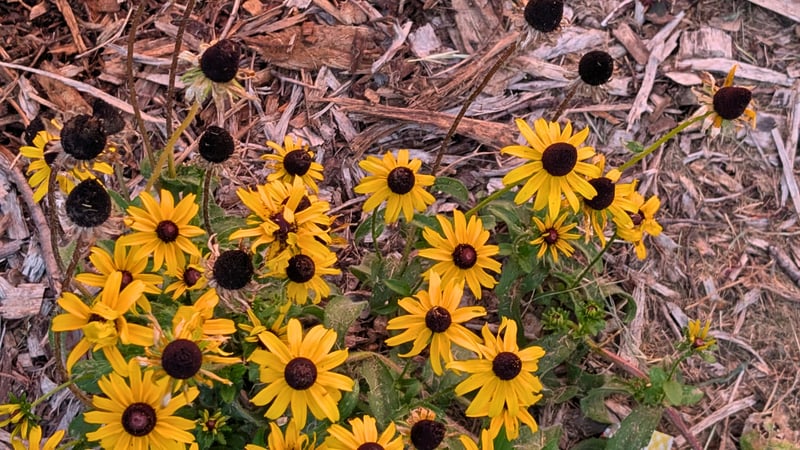 Black-Eyed Susans_Deadheading Blog
