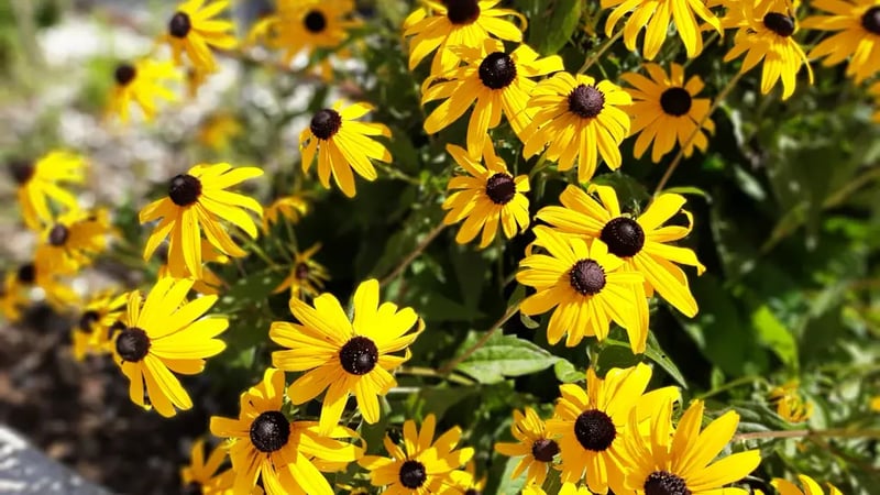 Black-eyed susans