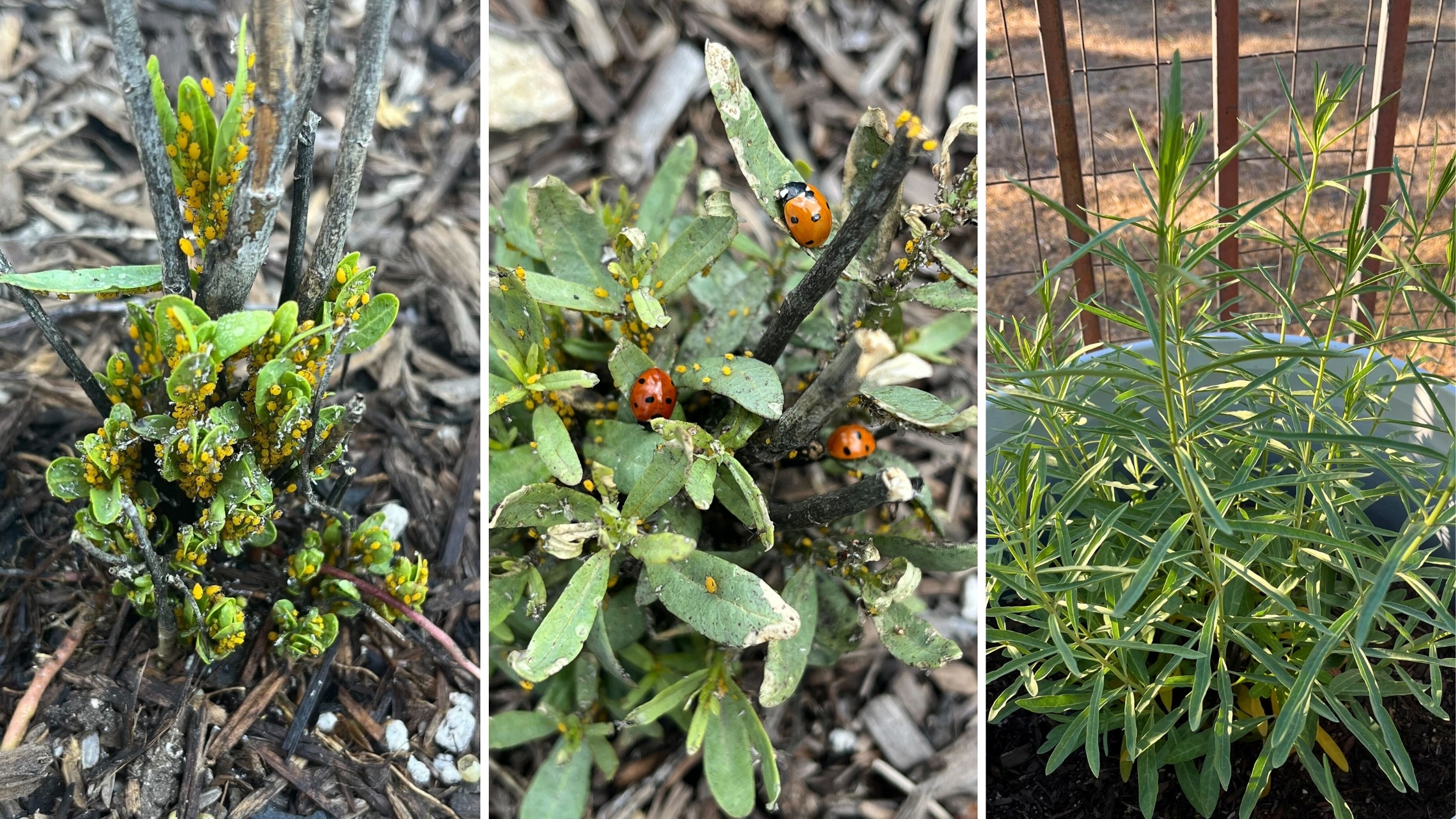 a series of images showing a milkweed plant infested with aphids, a plant with lady bugs easting the aphids, and a healthy milkweed plant post-aphids