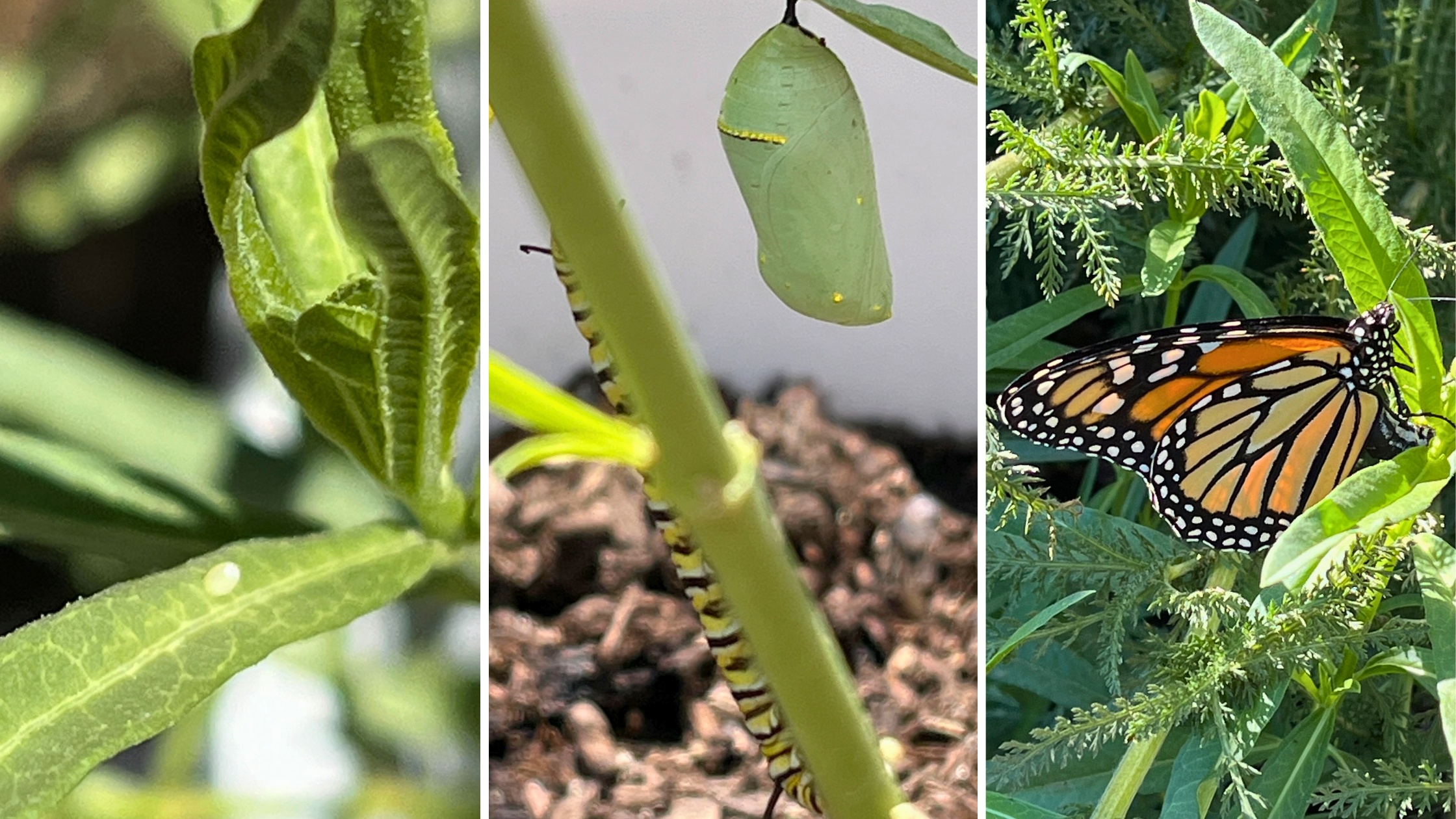 A series of images with a monarch butterfly egg, then a caterpillar and its chrysalis, and then an adult monarch butterfly