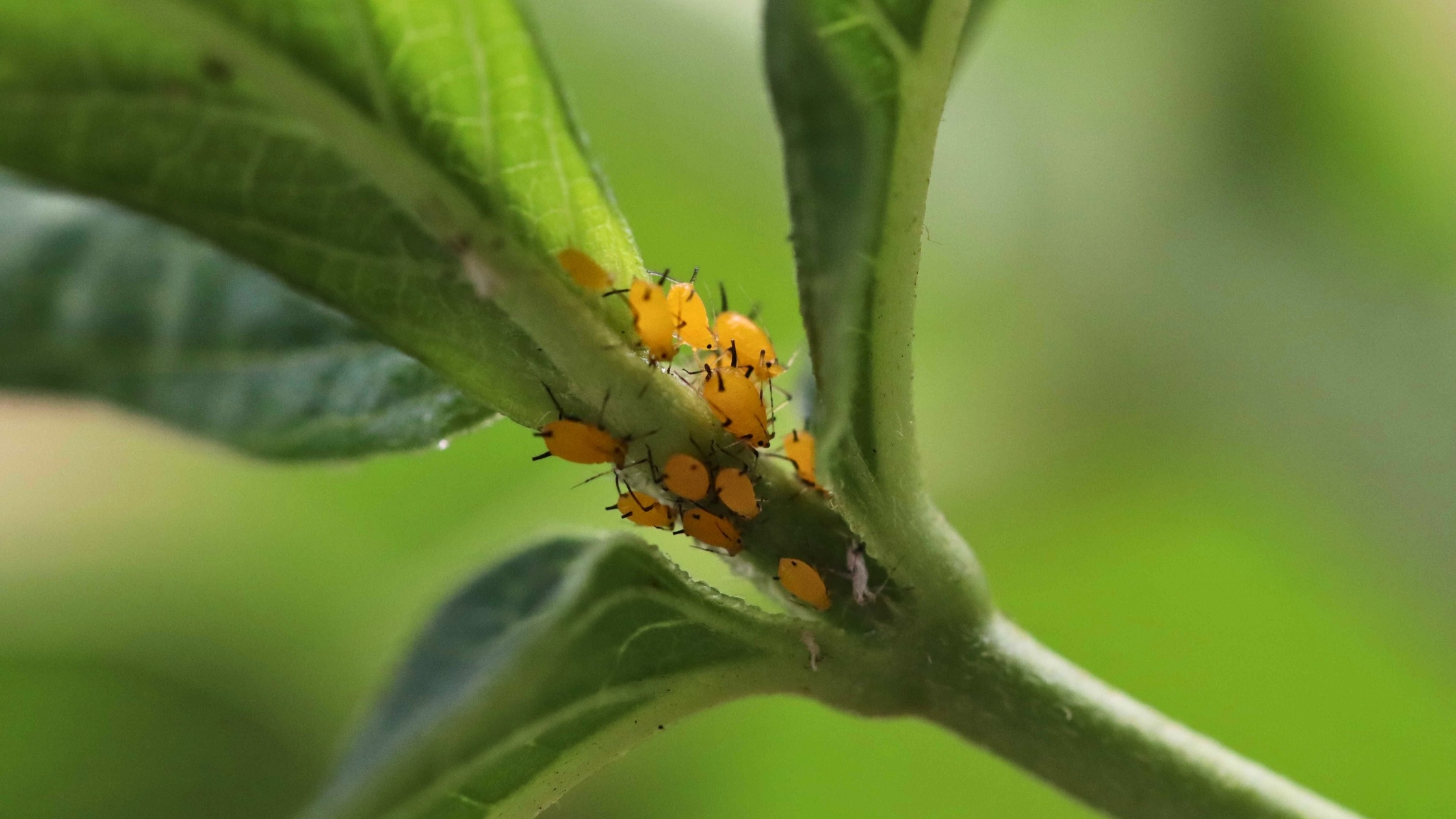 A cluster of aphids on a milkweed plant