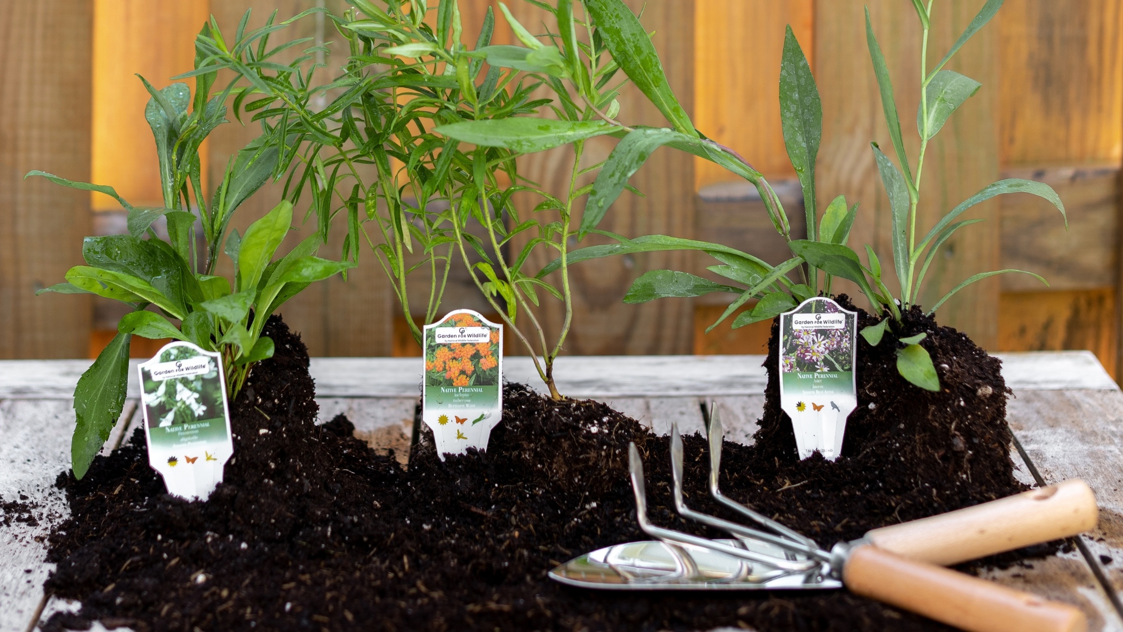 three native plants in a pile of dirt with gardening tools