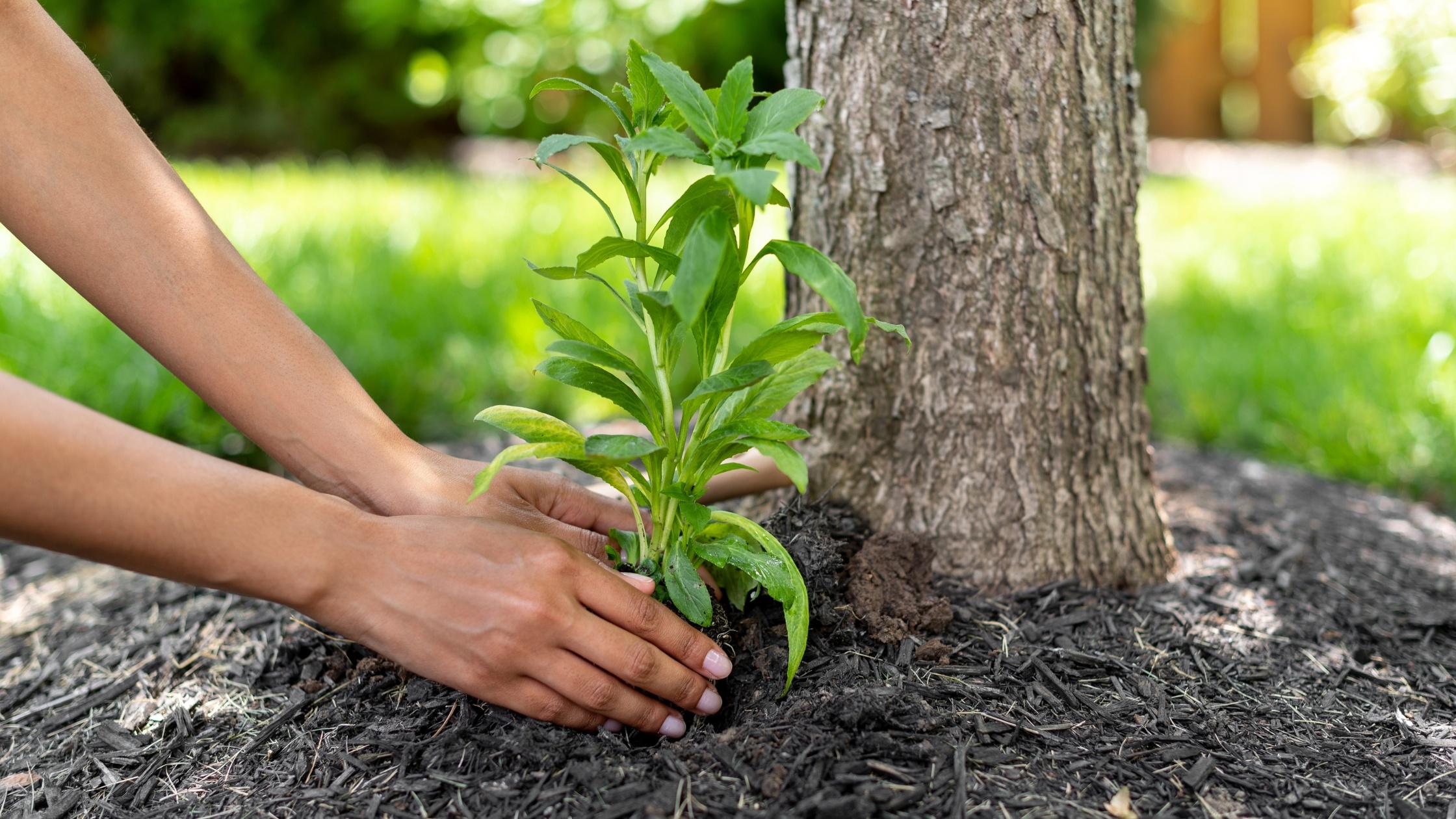 the hands of a gardener gently place a native plant at the base of a tree