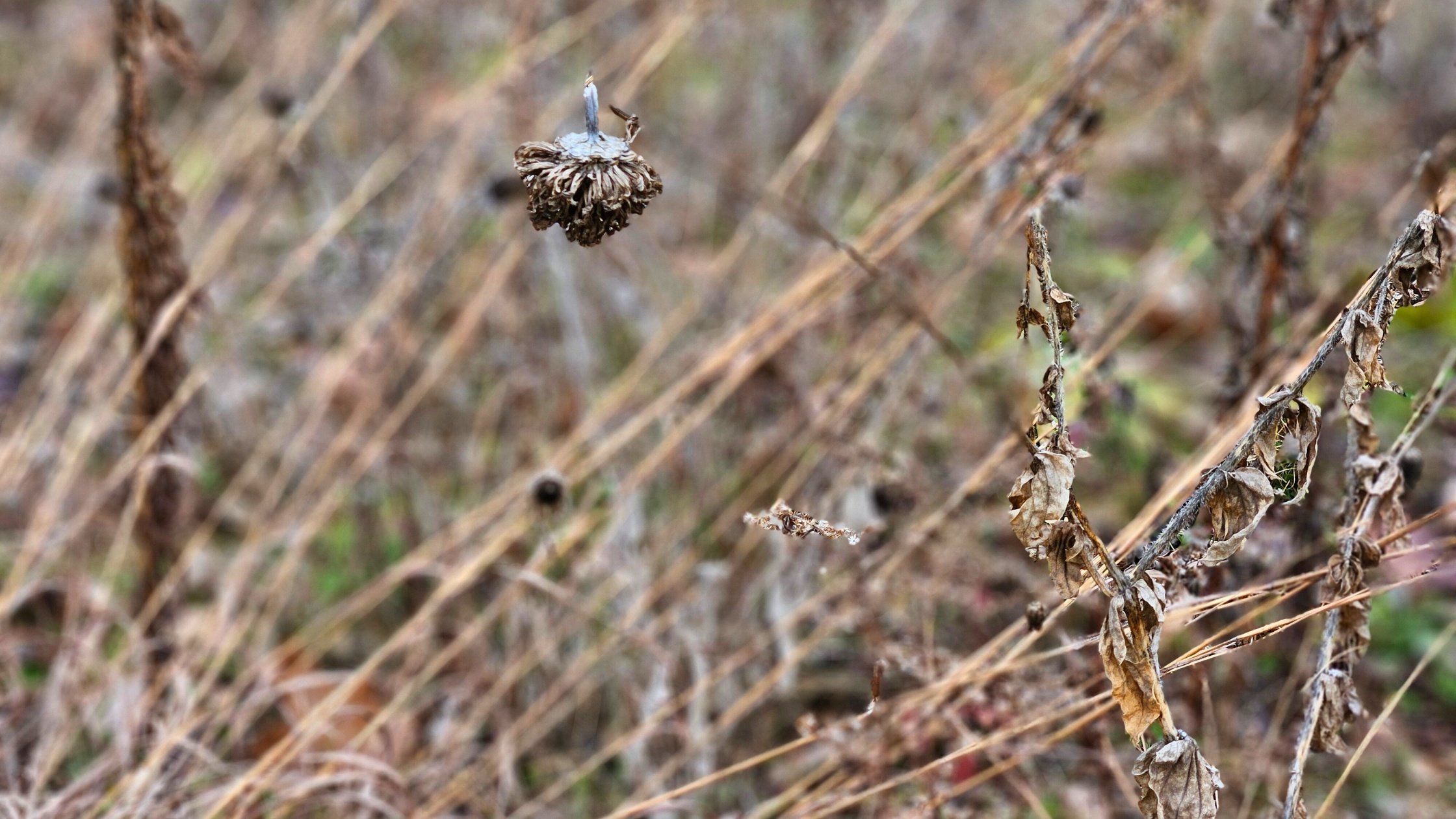 dormant native plants