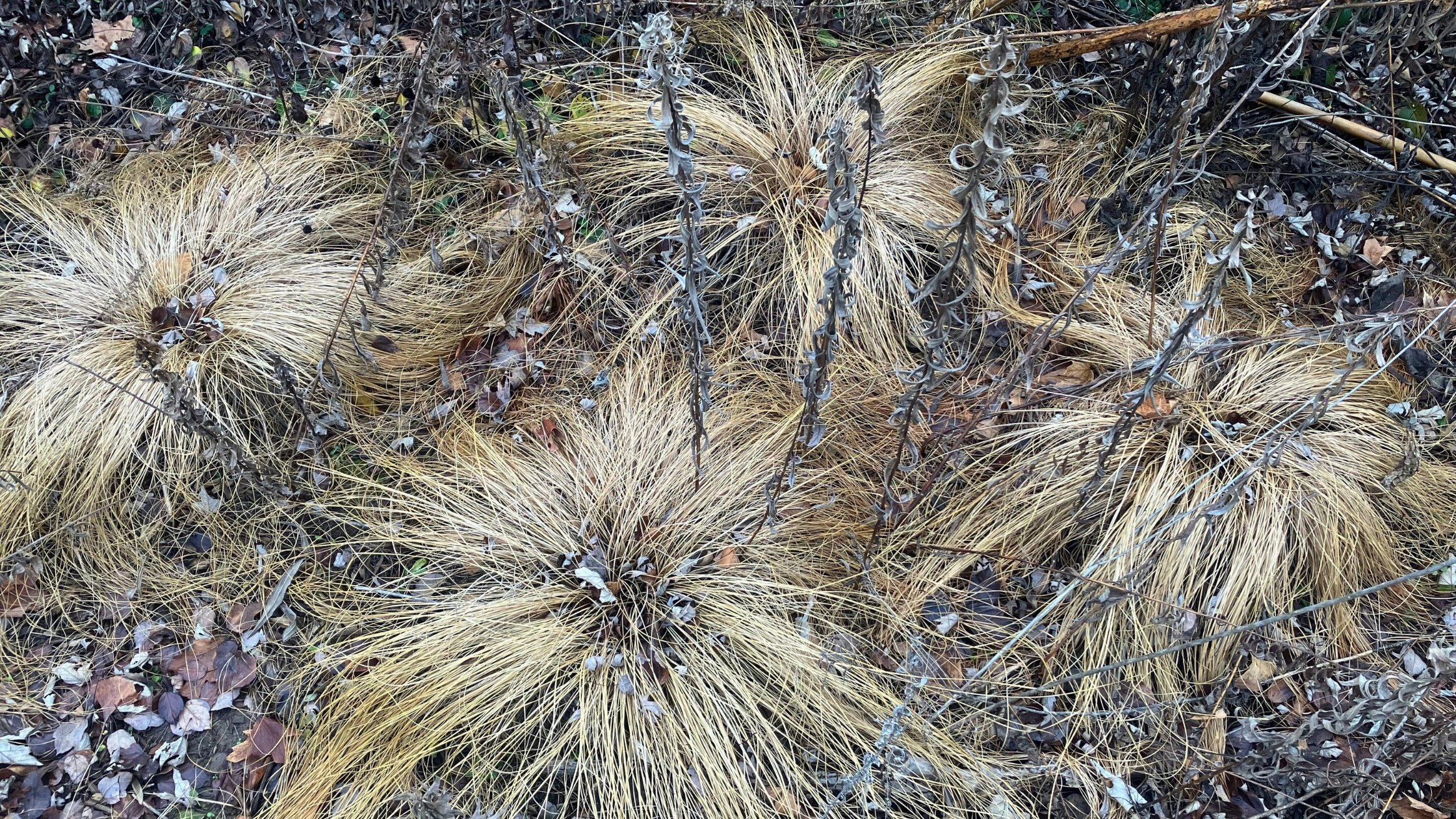 dormant prairie dropseed plants