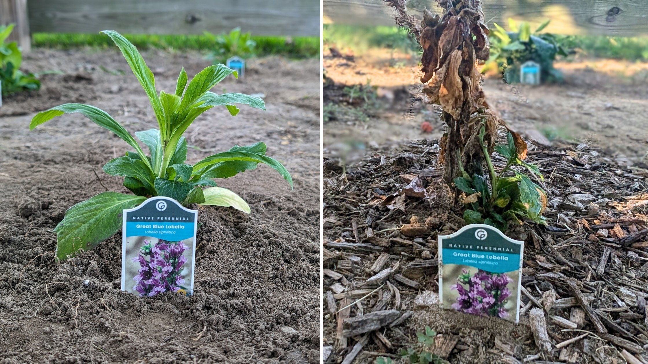 Dormant Native Plants_Great Blue Lobelia