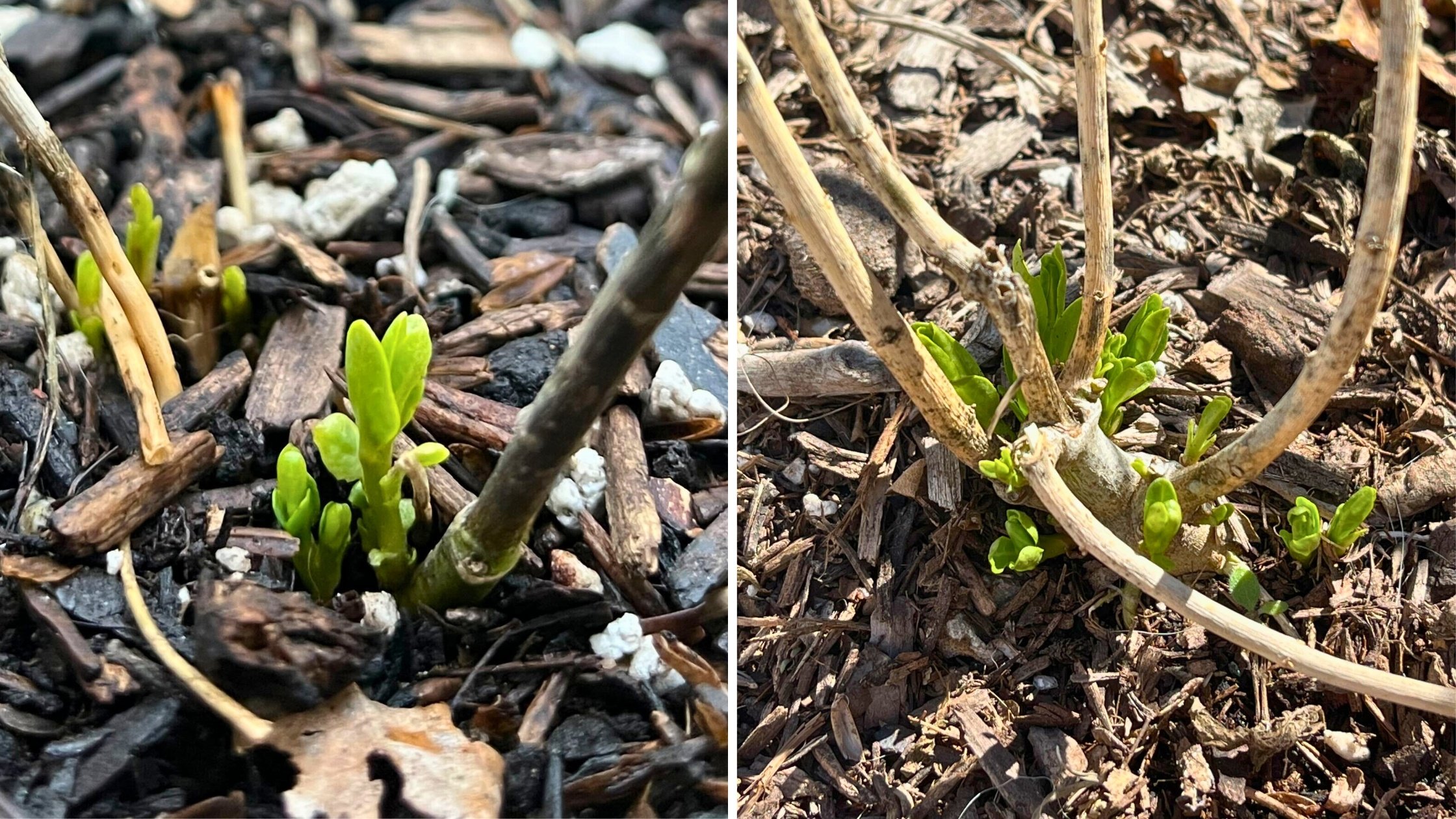 Emerging Milkweed Plants