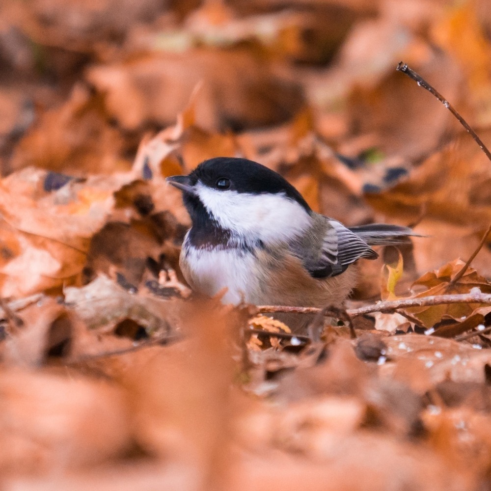 chickadee in leaf litter