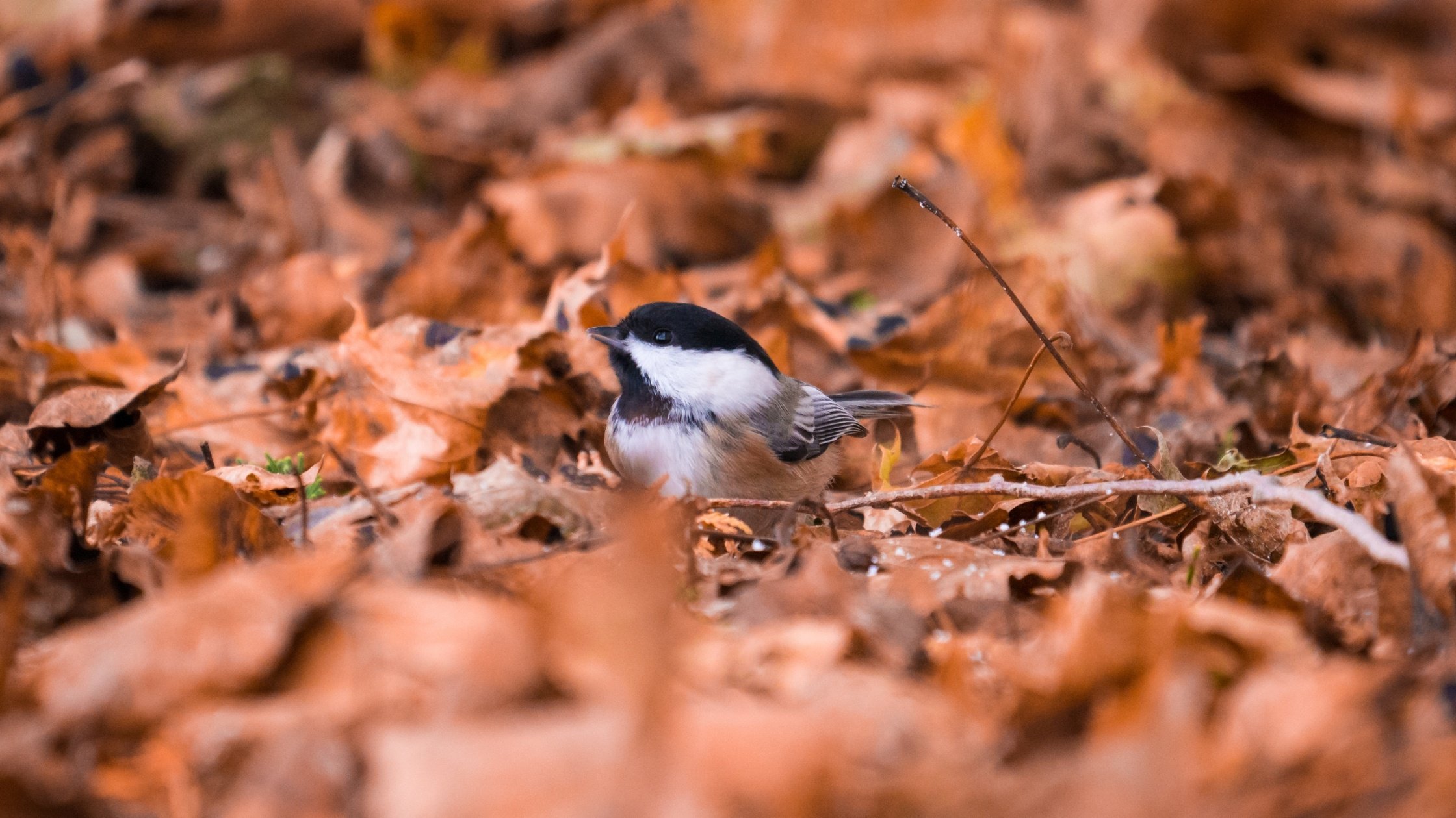 Black-capped chickadee in leaf litter