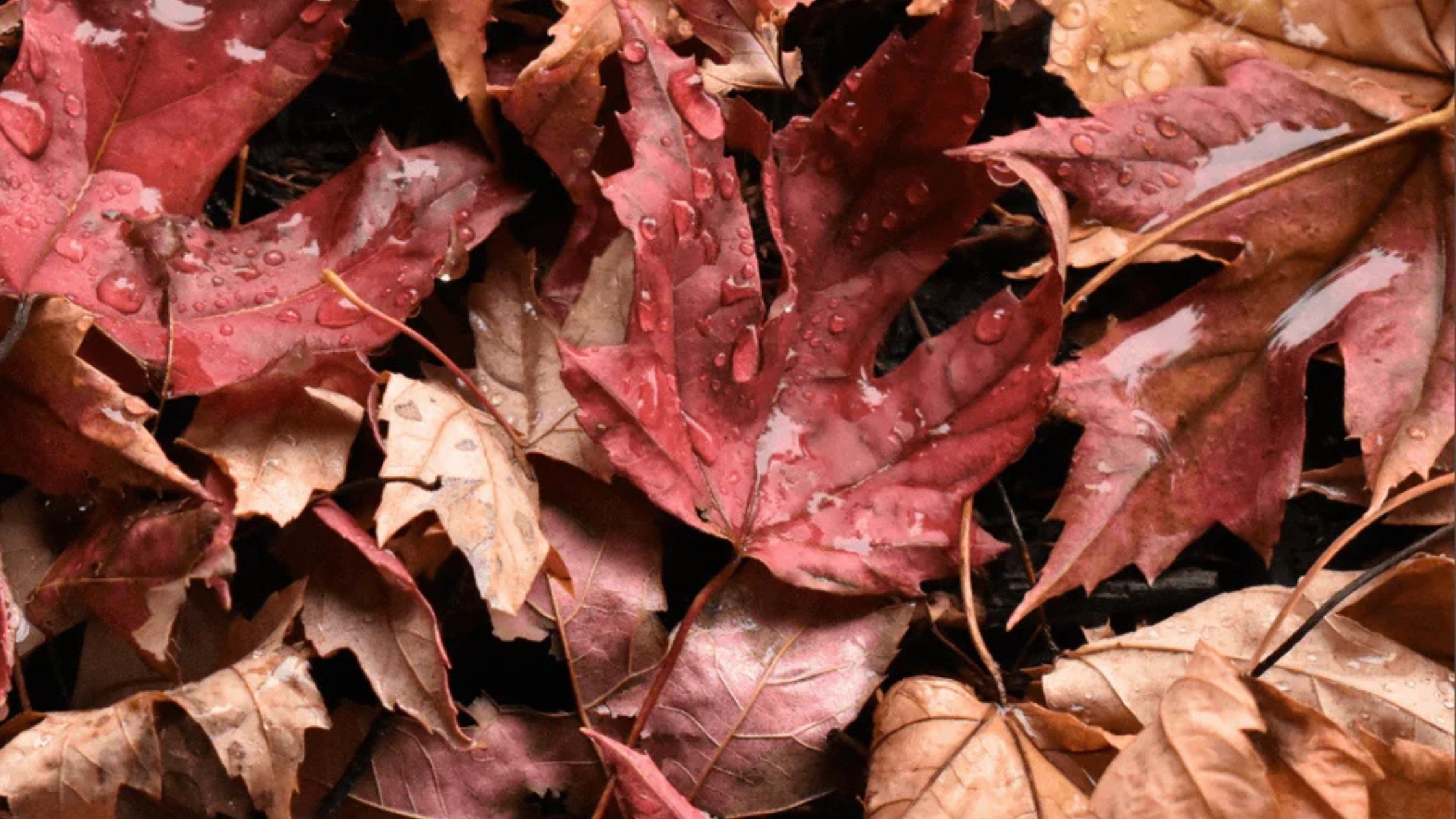 A pile of leaves for National Leave the Leaves Month