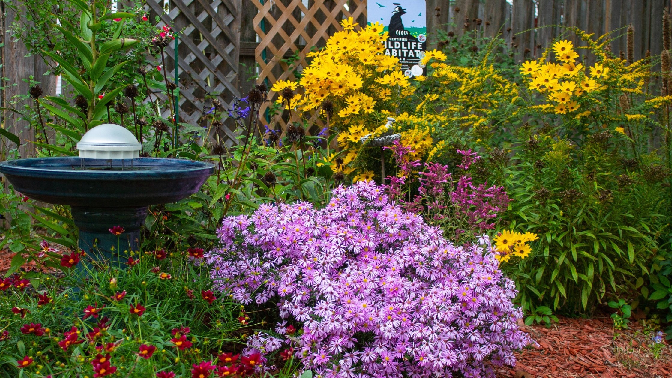 Wildlife garden of native plants in full bloom