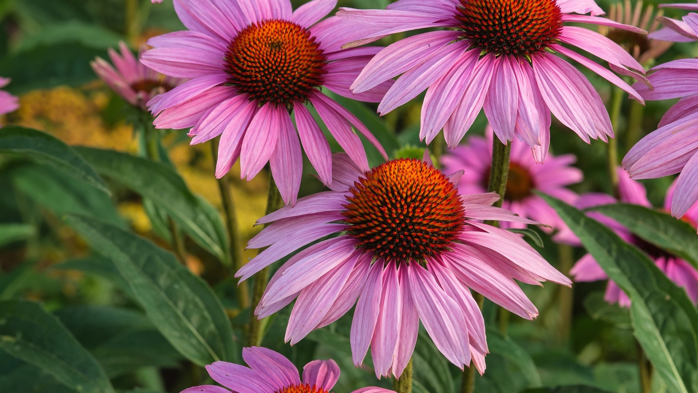 Blooming purple coneflower