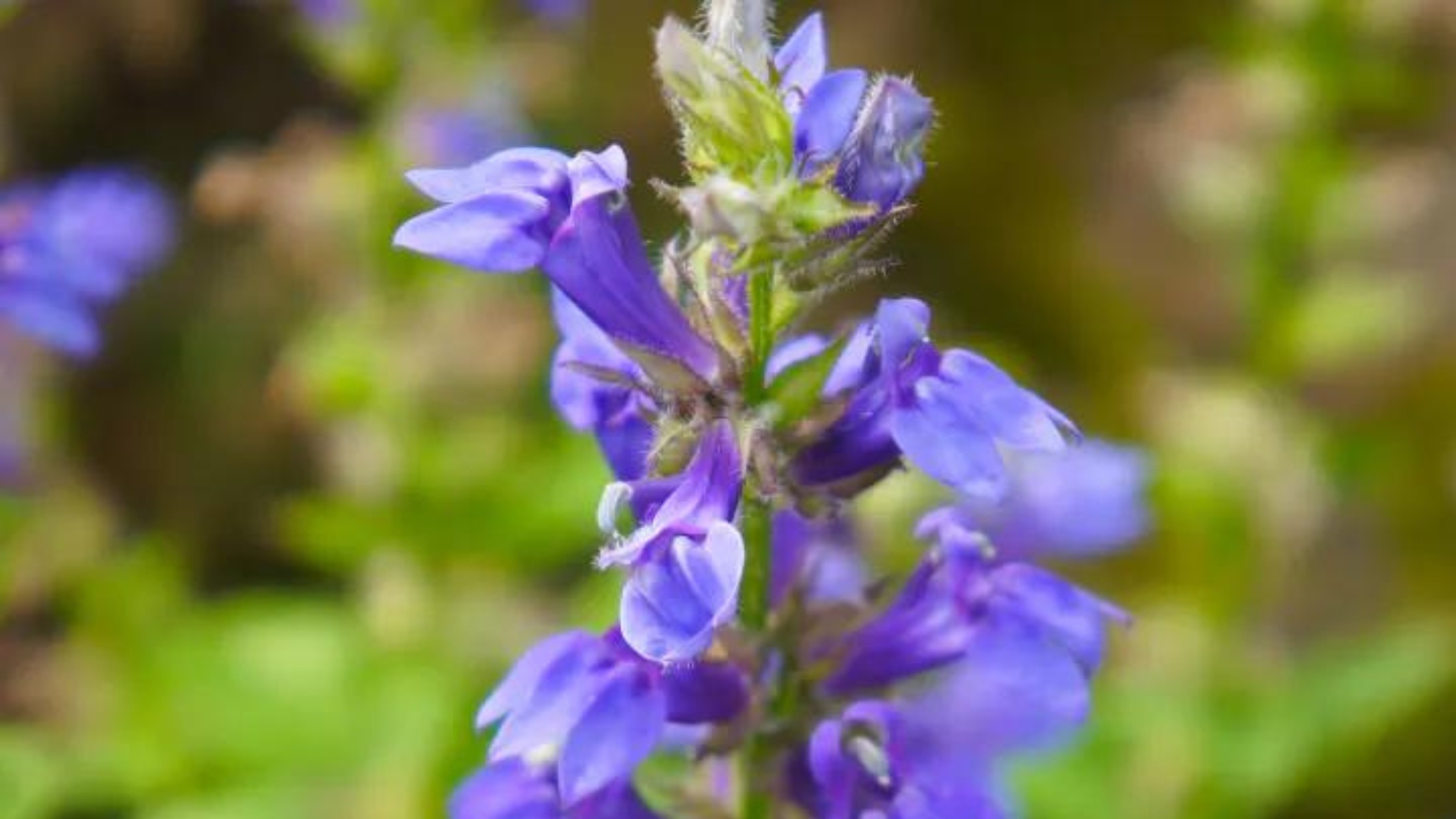 Featured Image - Virginia Gardening Guide - Great Blue Lobelia