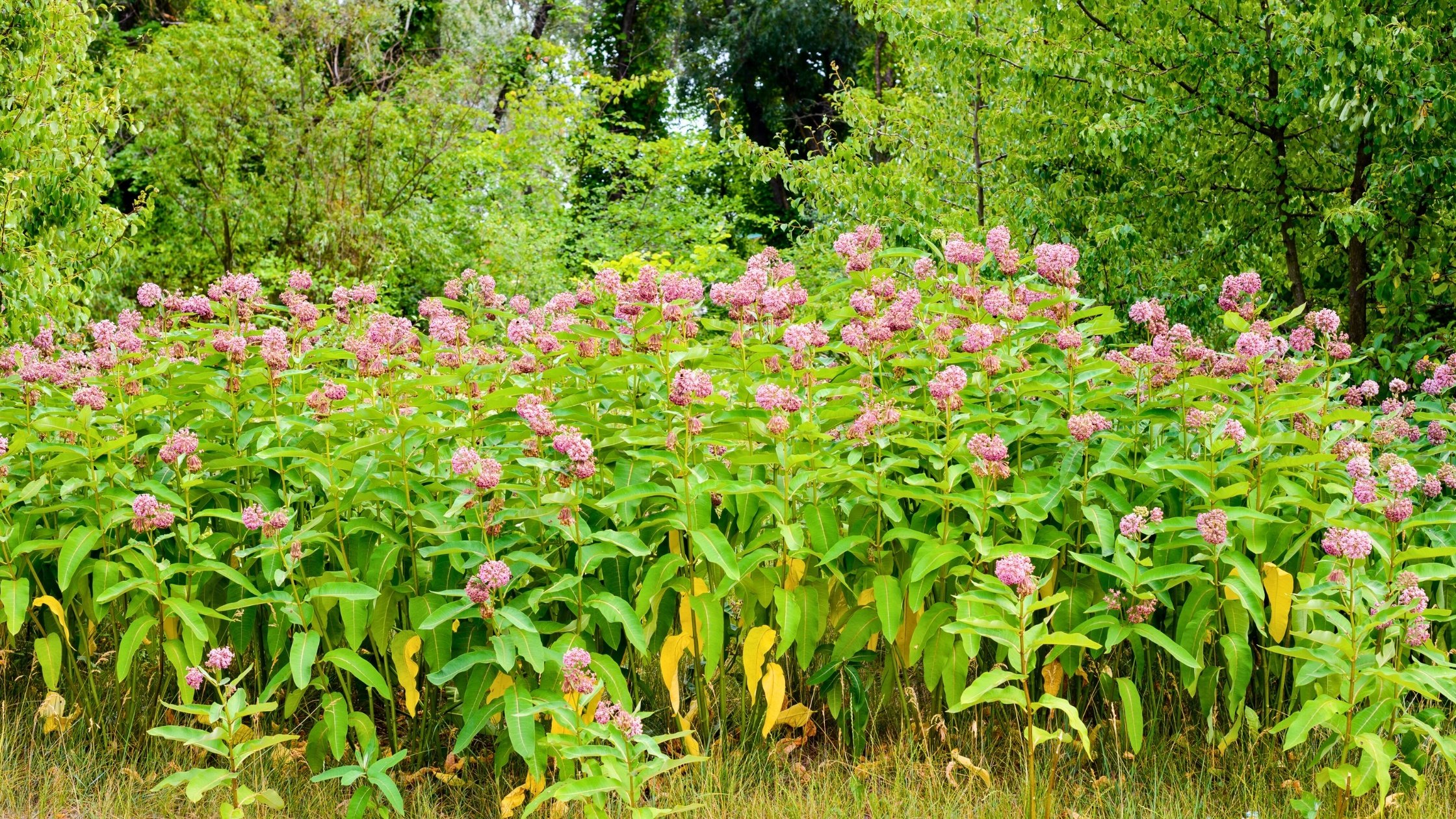 A patch of swamp milkweed, one of the top 5 native plants in Florida in 2024