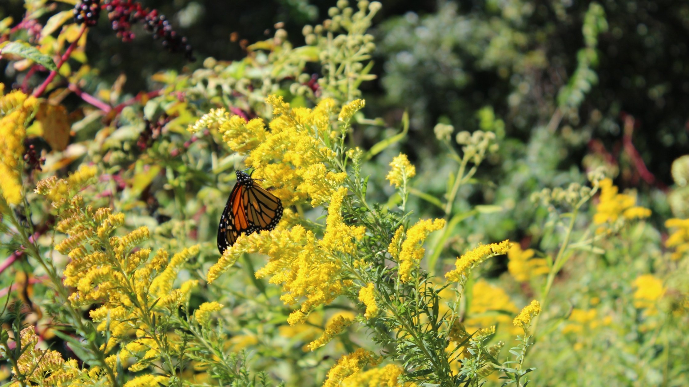 Featured Photos - Monarch on Goldenrod