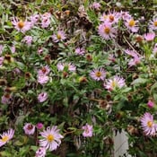 Climbing aster vine