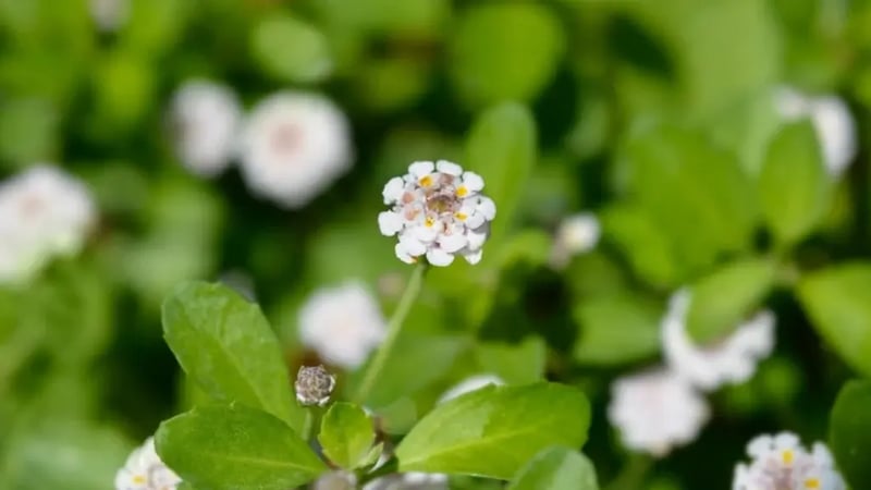 Frogfruit flowers