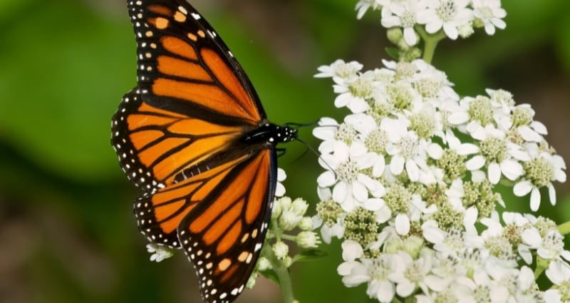 Monarch on frostweed