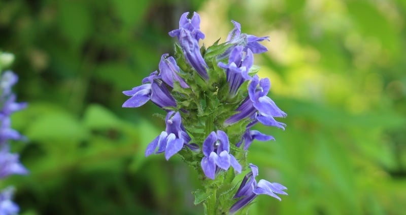 Great Blue Lobelia