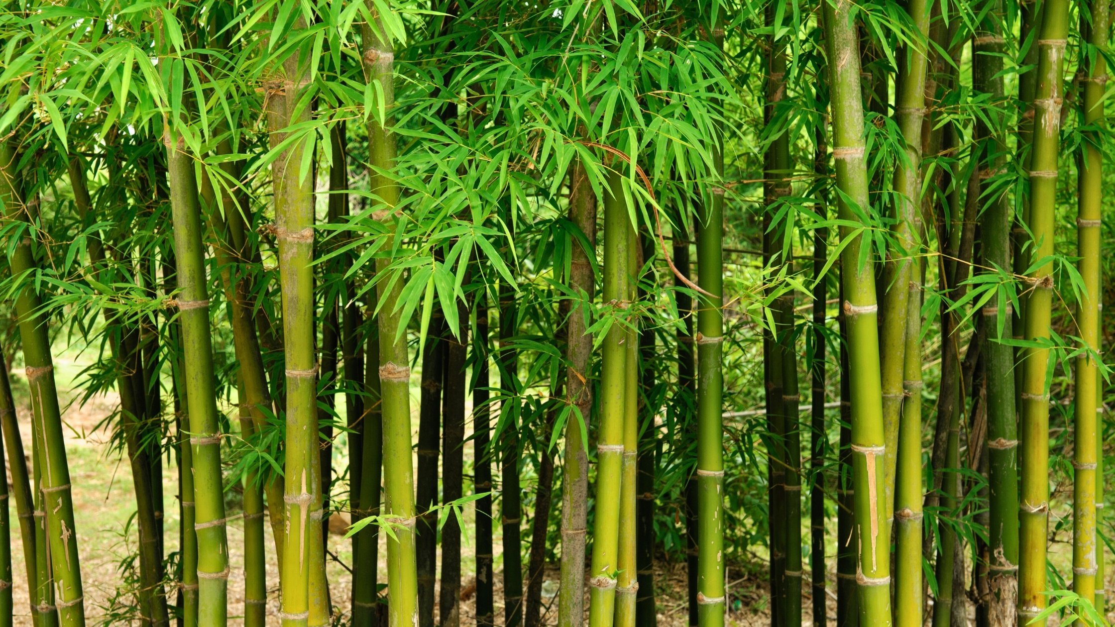 Invasive species in North America - Bamboo