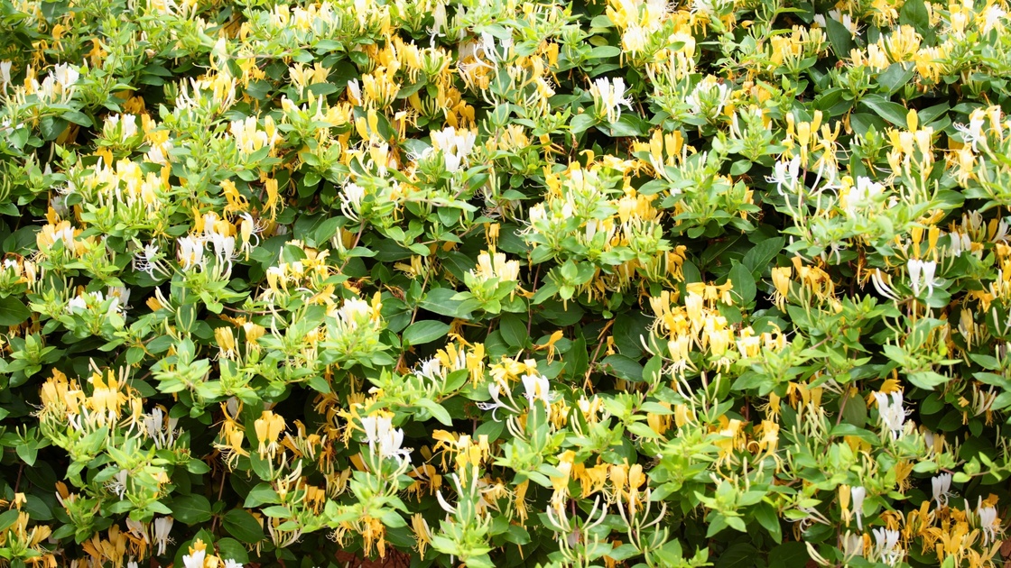 5 Popular Plants that are Invasive to North America (and their Native ...