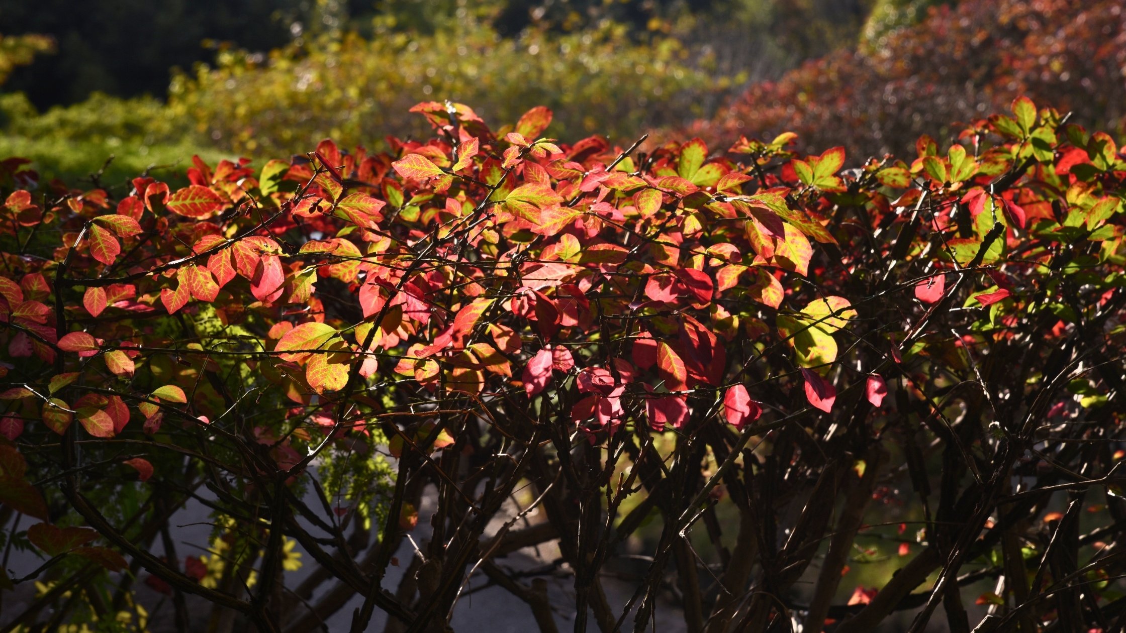 Invasive species in North America - Burning Bush