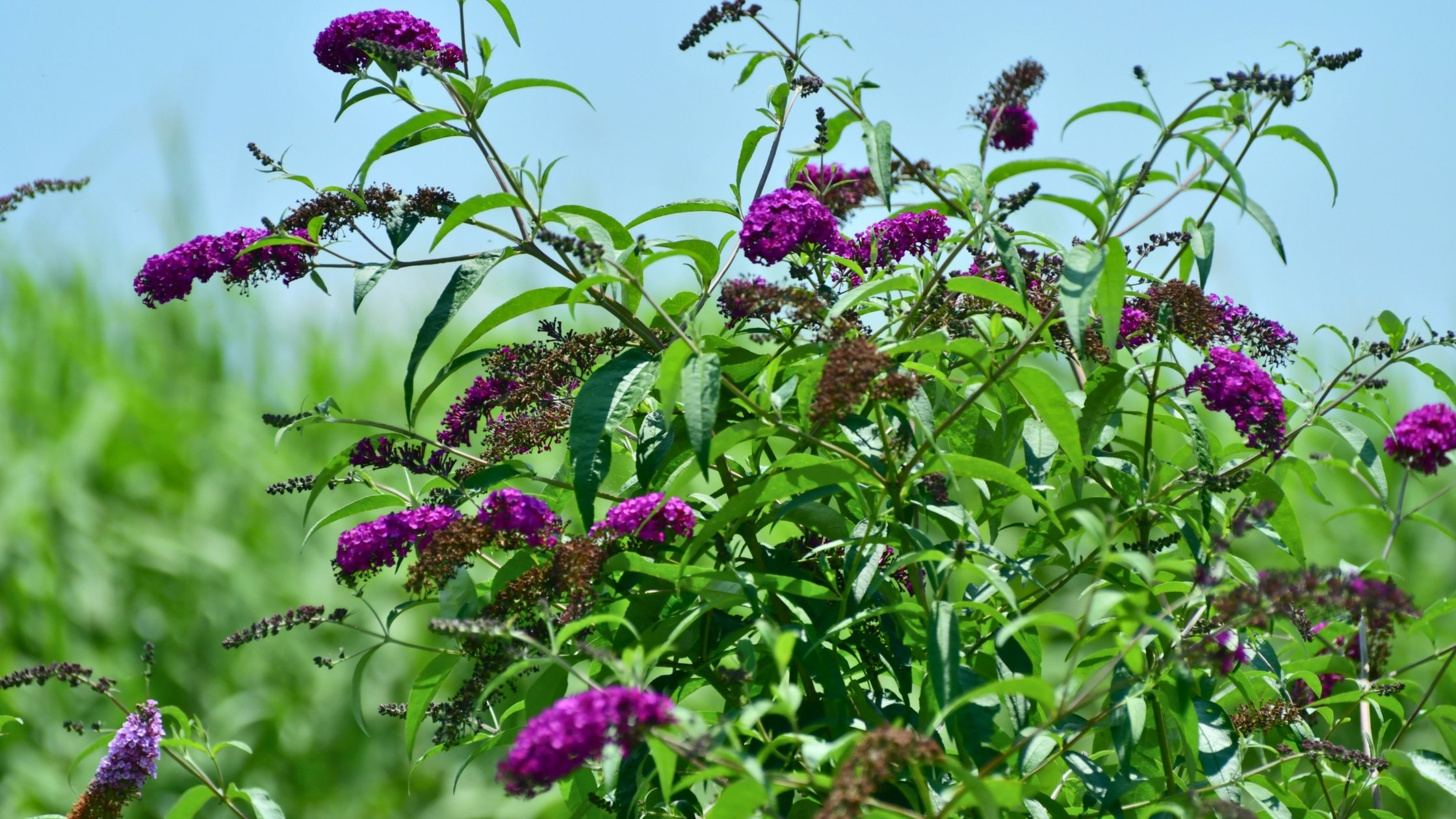 Invasive species in North America - Butterfly Bush