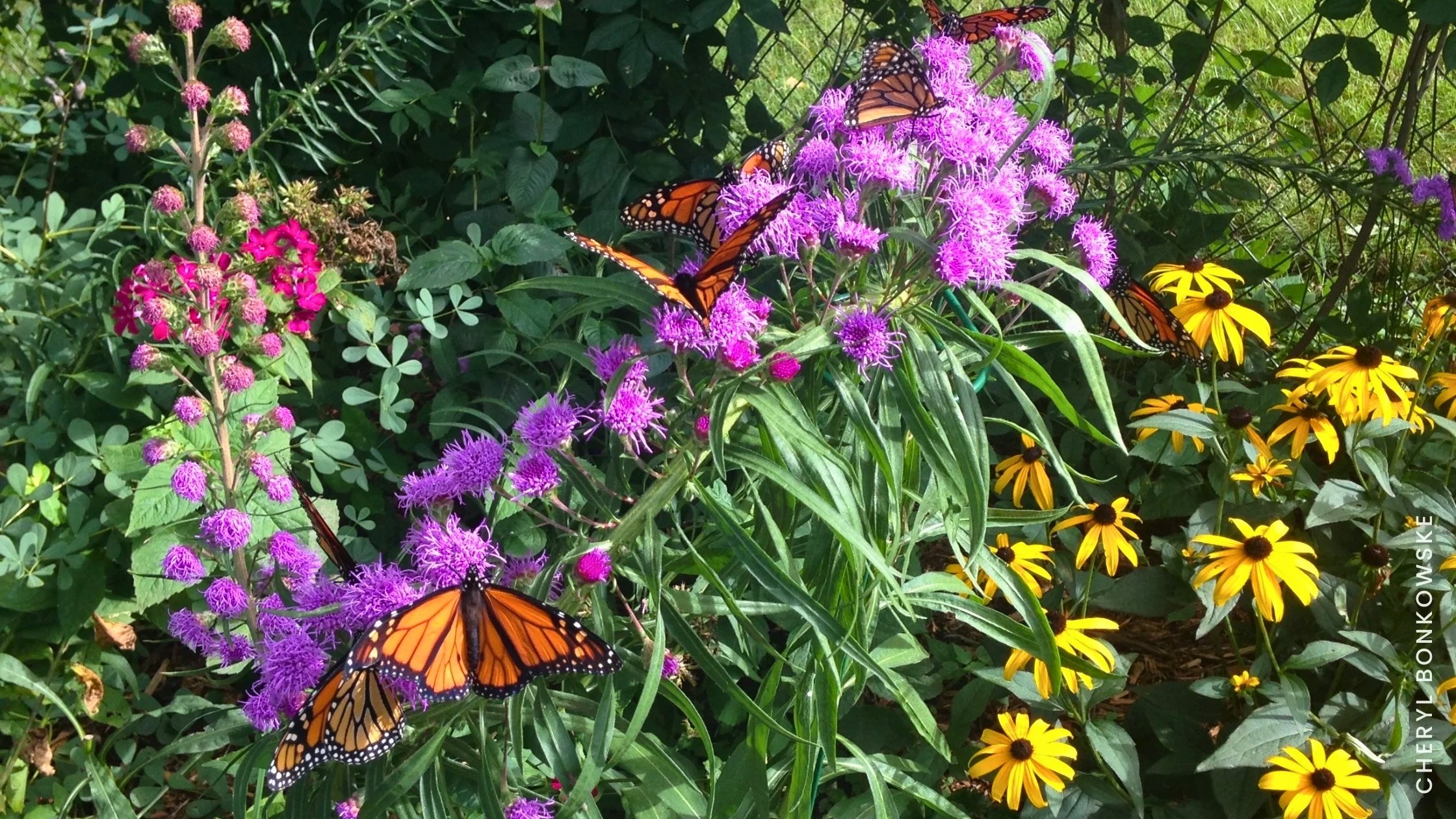 multiple monarch butterflies on native blazing star