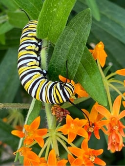 Monarch caterpillar on orange butterfly milkweed