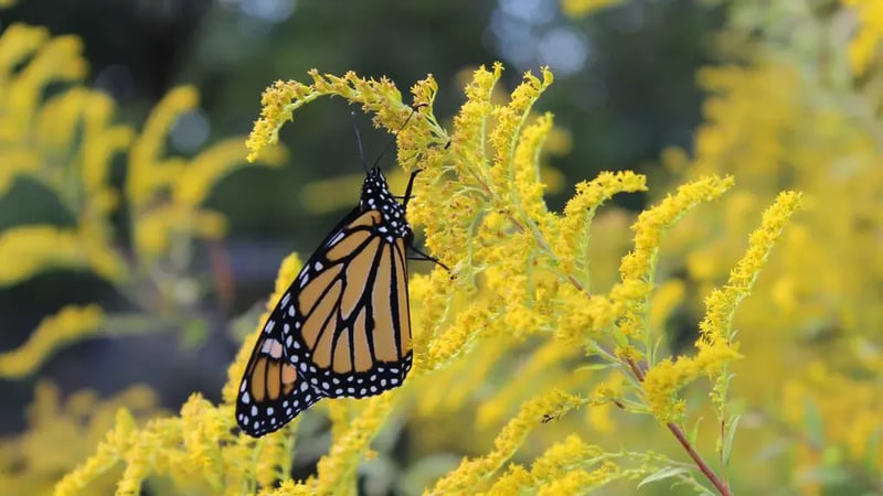 Monarch on goldenrod