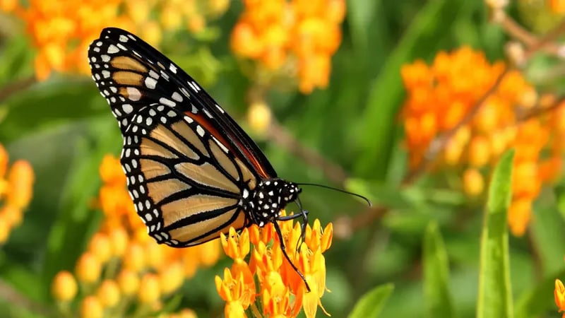 Monarch on orange butterfly weed