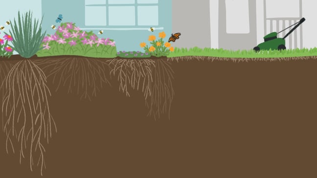 Infographic showing native plant roots compared to turf grass