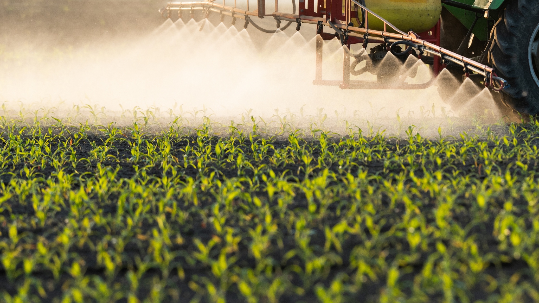 A tractor sprays insecticides on a corn field