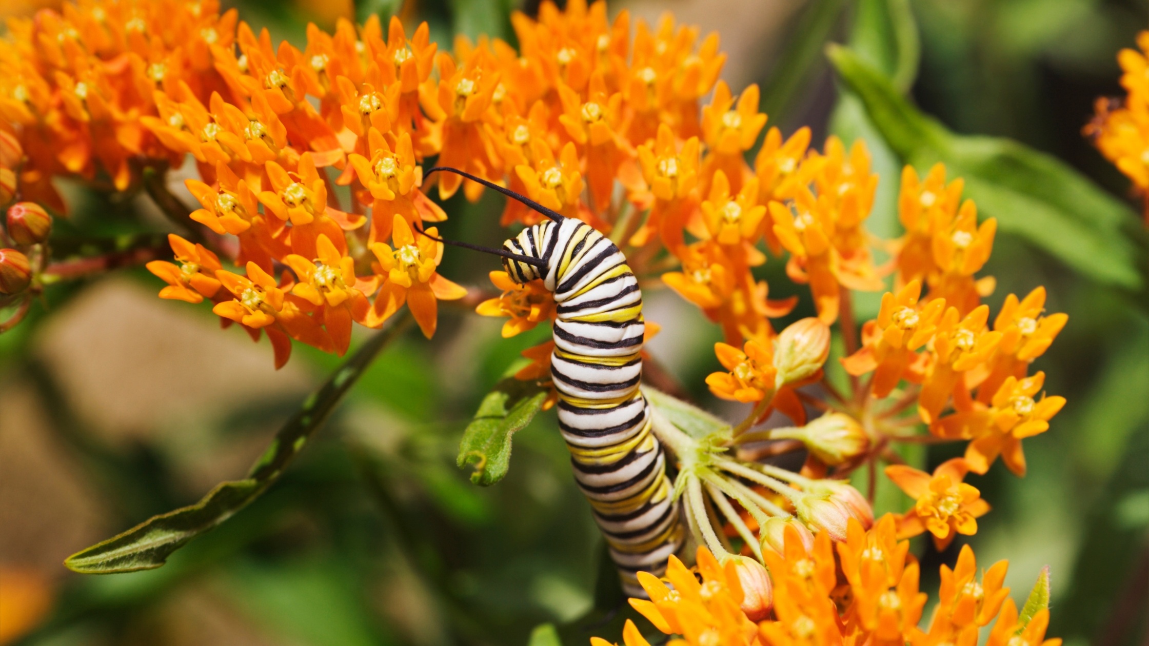 A monarch butterfly caterpillar feeds on orange butterfly milkweed