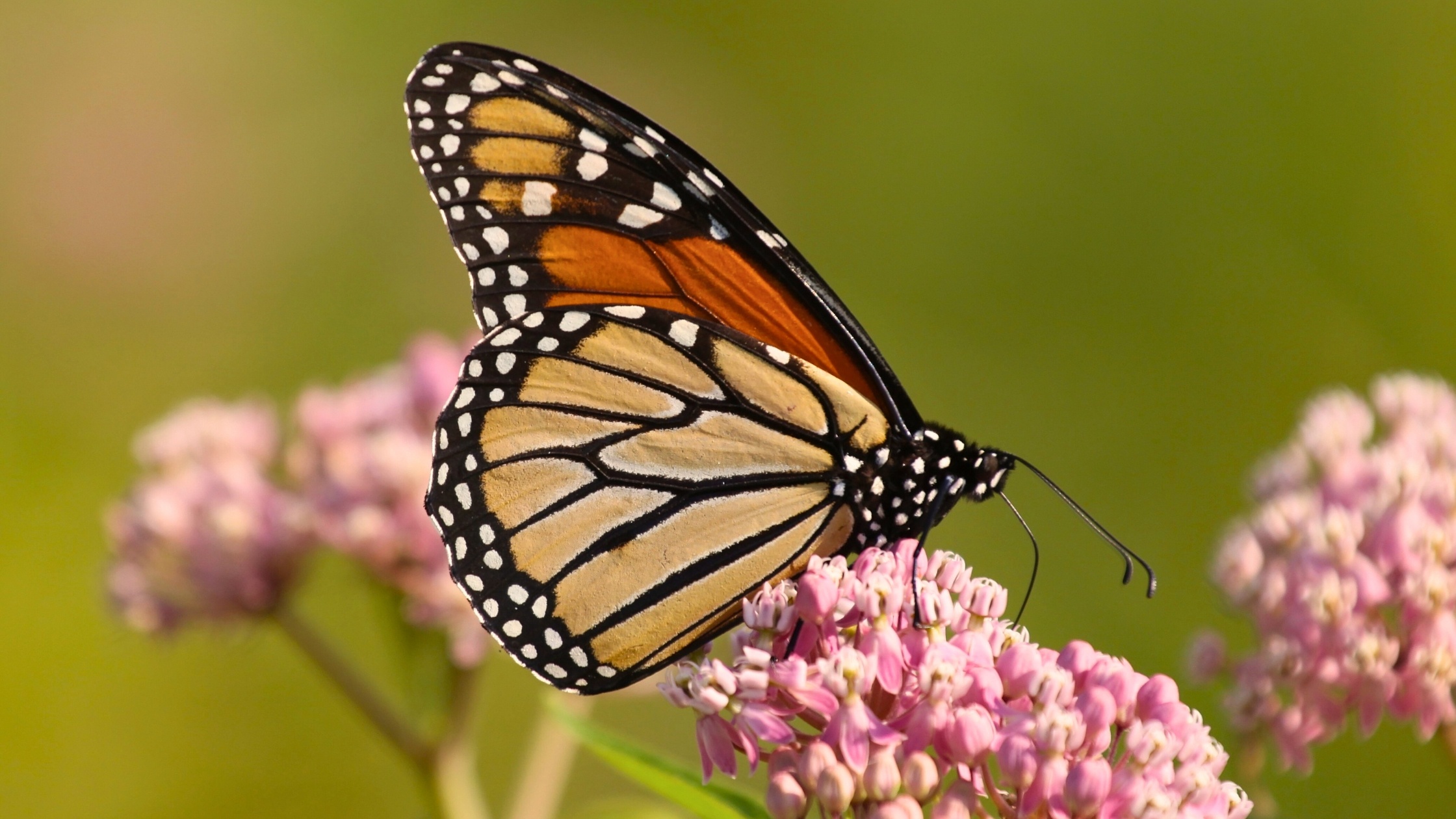 An adult monarch butterfly feeds on swamp milkweed