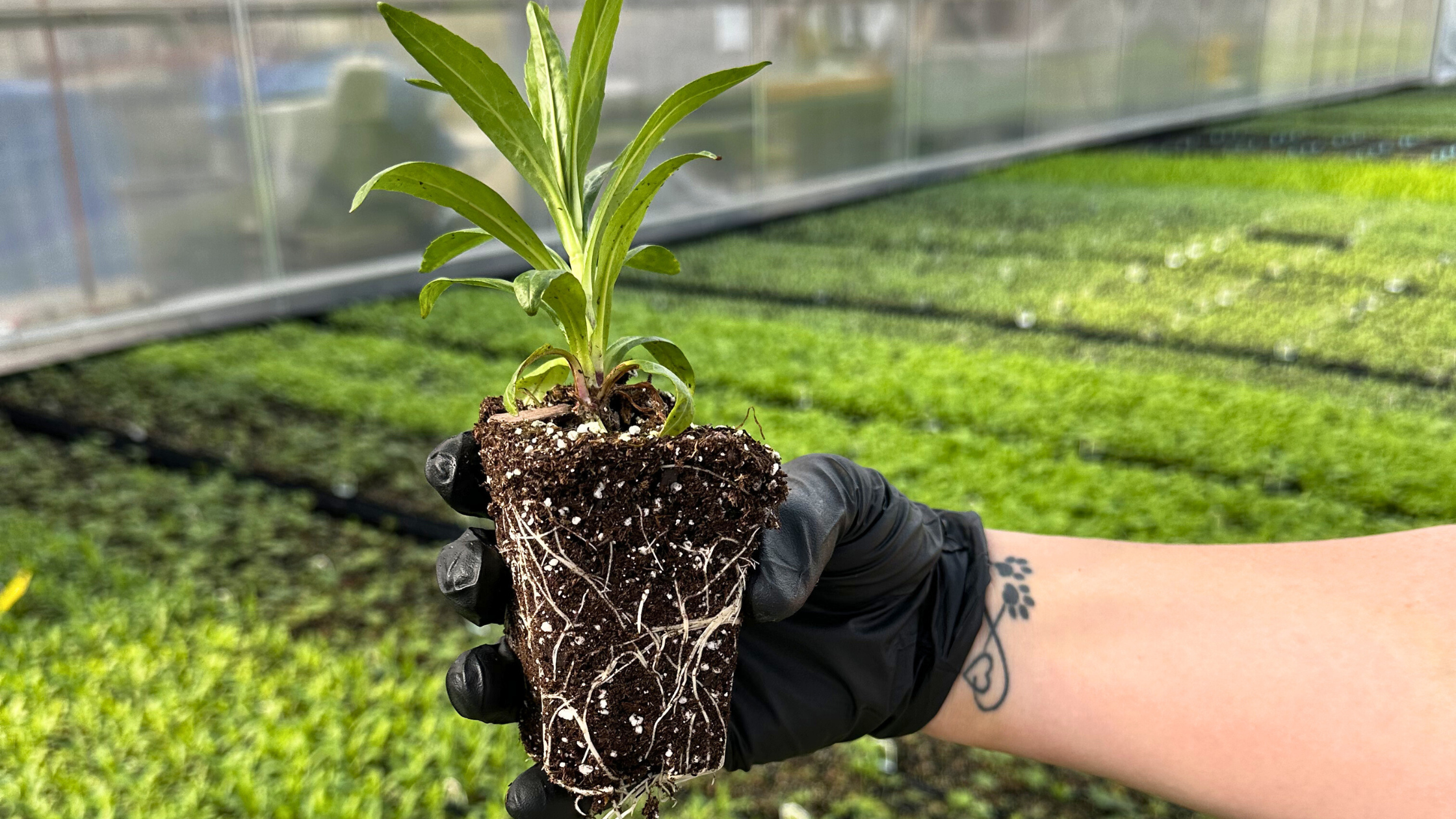 Obedient plant seedlings_roots