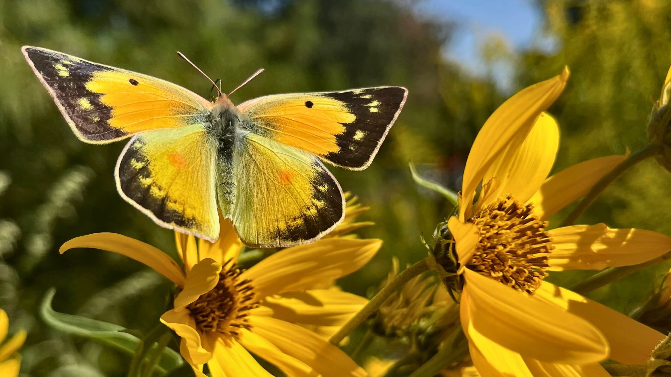 A submission from the photo contest. An orange sulphur butterfly on a sunflower