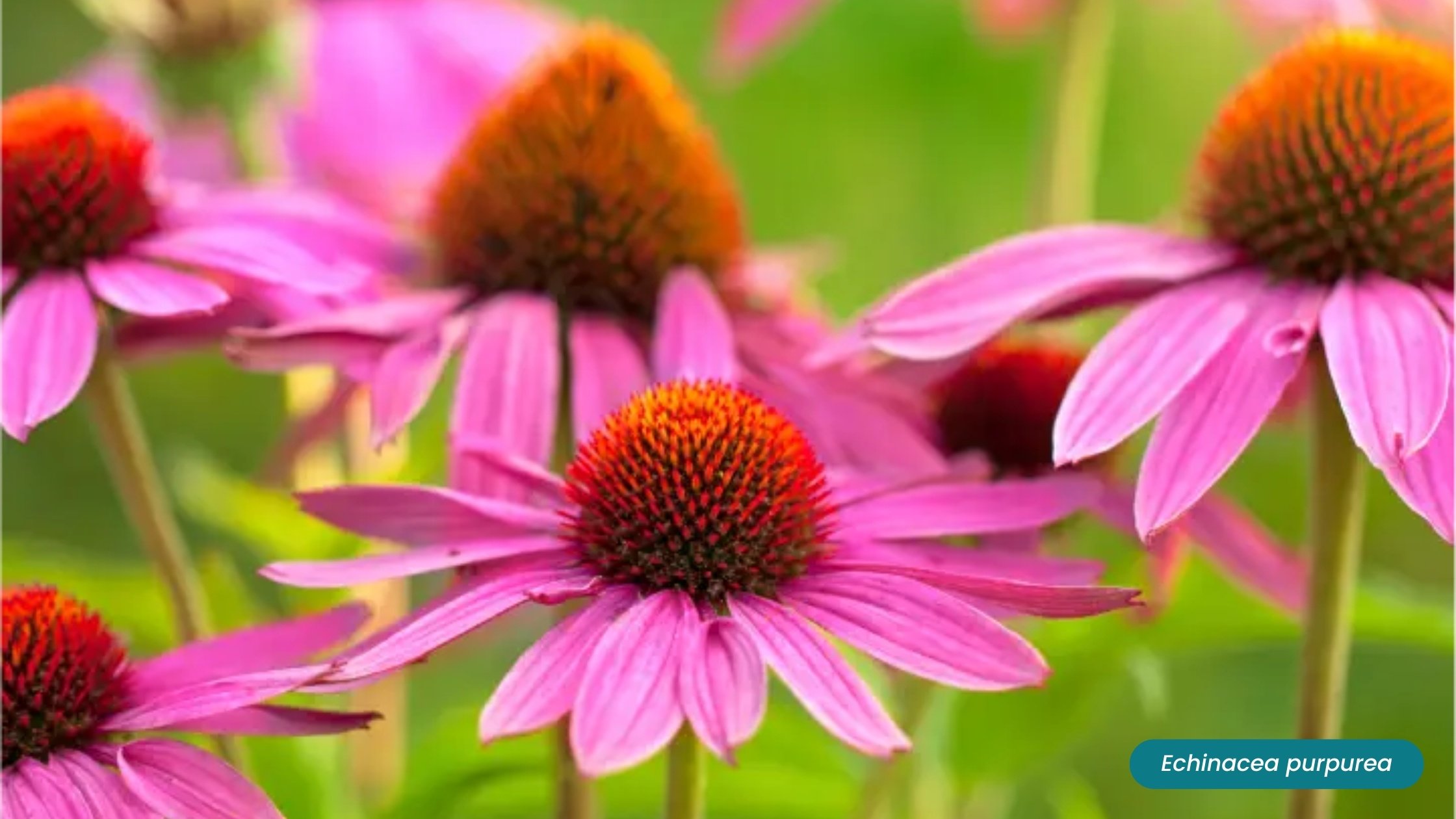 Purple Coneflower Plants