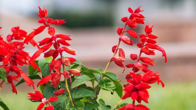 Scarlet sage flowers