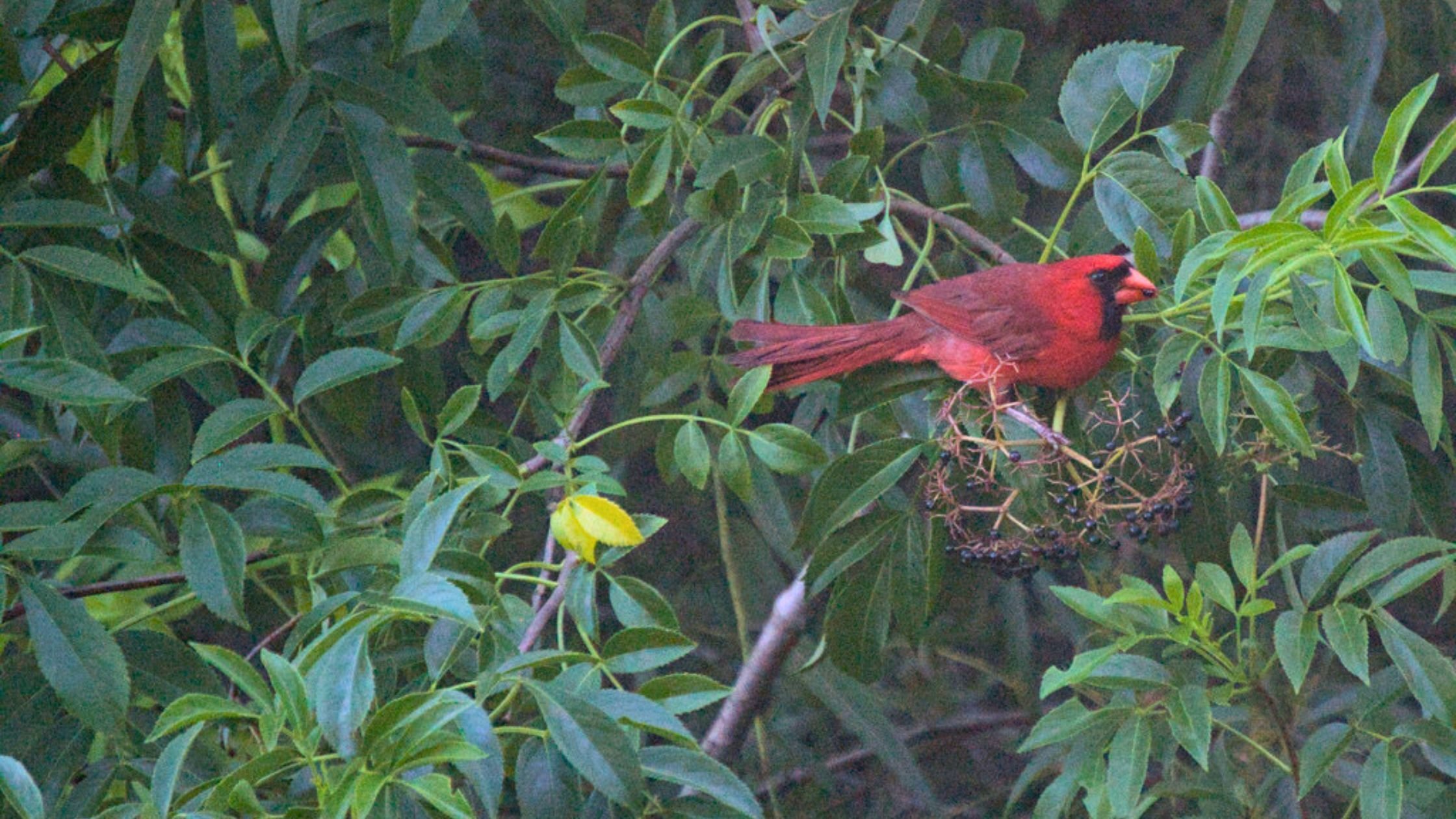 Cardinal bird eating elderberries