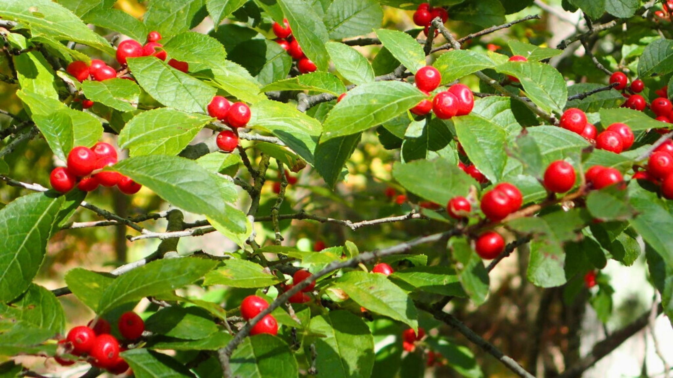 Winterberry Holly with bright red berries and green leaves