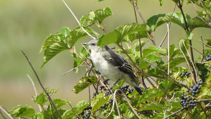 Bird sitting on Arrowwood Viburnum (Viburnum dentatum) shrub with berries