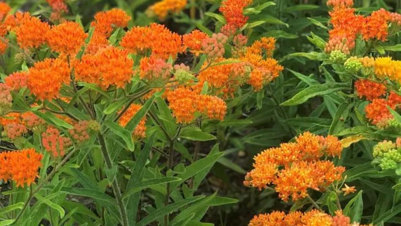 Orange Butterfly Milkweed (Asclepias tuberosa) 