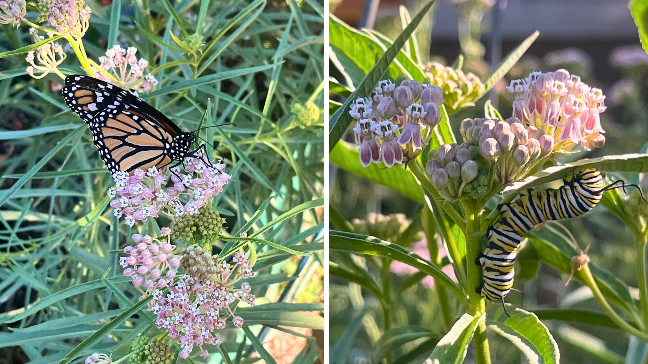 monarch butterfly on narrowleaf milkweed